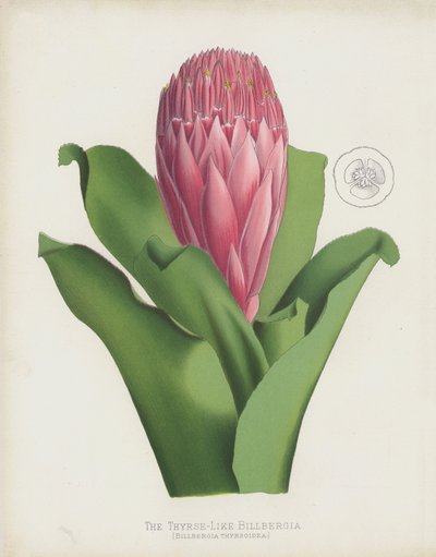 A Thyrse-szerű Billbergia, Billbergia Thrysoidea alkotó: English School